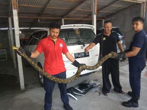 Bikin Kaget! Piton Besar Sembunyi di Body NMAX di Bali