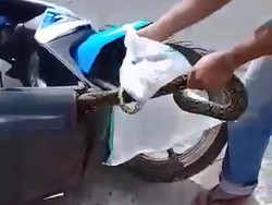 Lakukan Ini Supaya Motor Tidak Jadi Sarang Ular