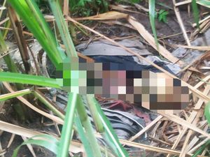 Kerangka Manusia Ditemukan dalam Kebun Tebu di Jember