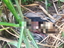 Kerangka Manusia Ditemukan dalam Kebun Tebu di Jember