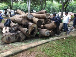 Urutan Misteri Penebangan Pohon di Monas yang Kini Jadi Gelondongan
