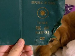 Berkat Anjing Peliharaannya, Wanita Ini Selamat Dari Virus Corona