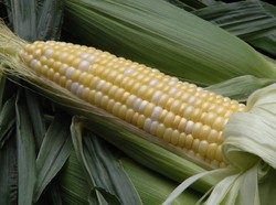 5 Makanan yang Diproduksi di China Ini Disebut Berbahaya