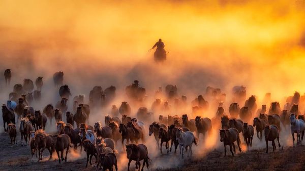 Karya Memukau Jawara Sony World Photography Awards 2020