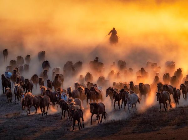 Karya Memukau Jawara Sony World Photography Awards 2020