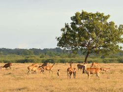 Suasana Benua Sundaland, Bayangkan Saja Savana Baluran