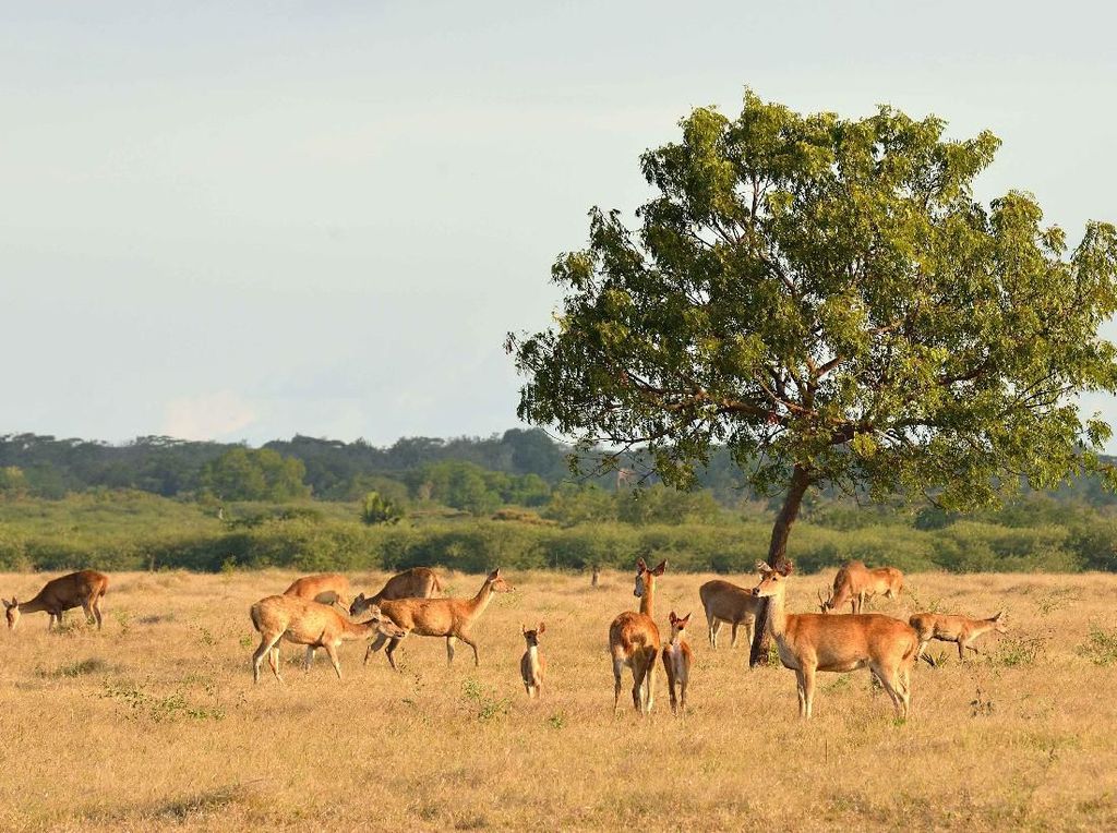 Suasana Benua Sundaland, Bayangkan Saja Savana Baluran Suasana Benua Sundaland, Bayangkan Saja Savana Baluran