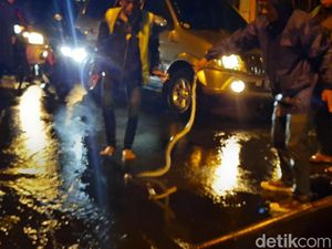 Hiiiii! Ada Ular 2 Meter Nongol Saat Banjir di Simpang Empat Sleman Hiiiii! Ada Ular 2 Meter Nongol Saat Banjir di Simpang Empat Sleman