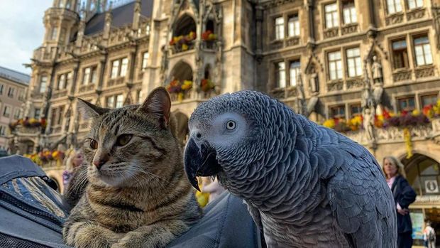 Potret Gemasnya Kucing Ini Traveling Keliling Eropa