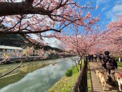 Jepang Tak Terima Wisatawan Indonesia Hingga April