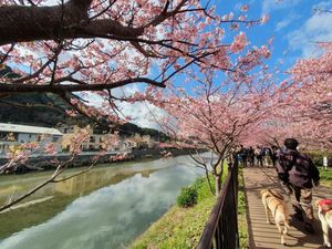 Semenanjung Izu, Di sinilah Bunga Sakura Mekar Lebih Cepat Semenanjung Izu, Di sinilah Bunga Sakura Mekar Lebih Cepat