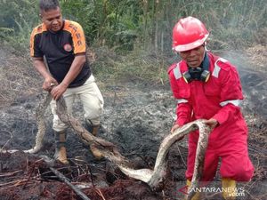 Sanca Ditemukan Mati Terpanggang Lindungi 12 Telurnya Akibat Karhutla Riau