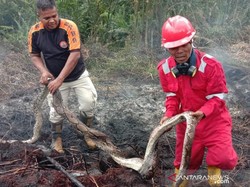 Sanca Ditemukan Mati Terpanggang Lindungi 12 Telurnya Akibat Karhutla Riau