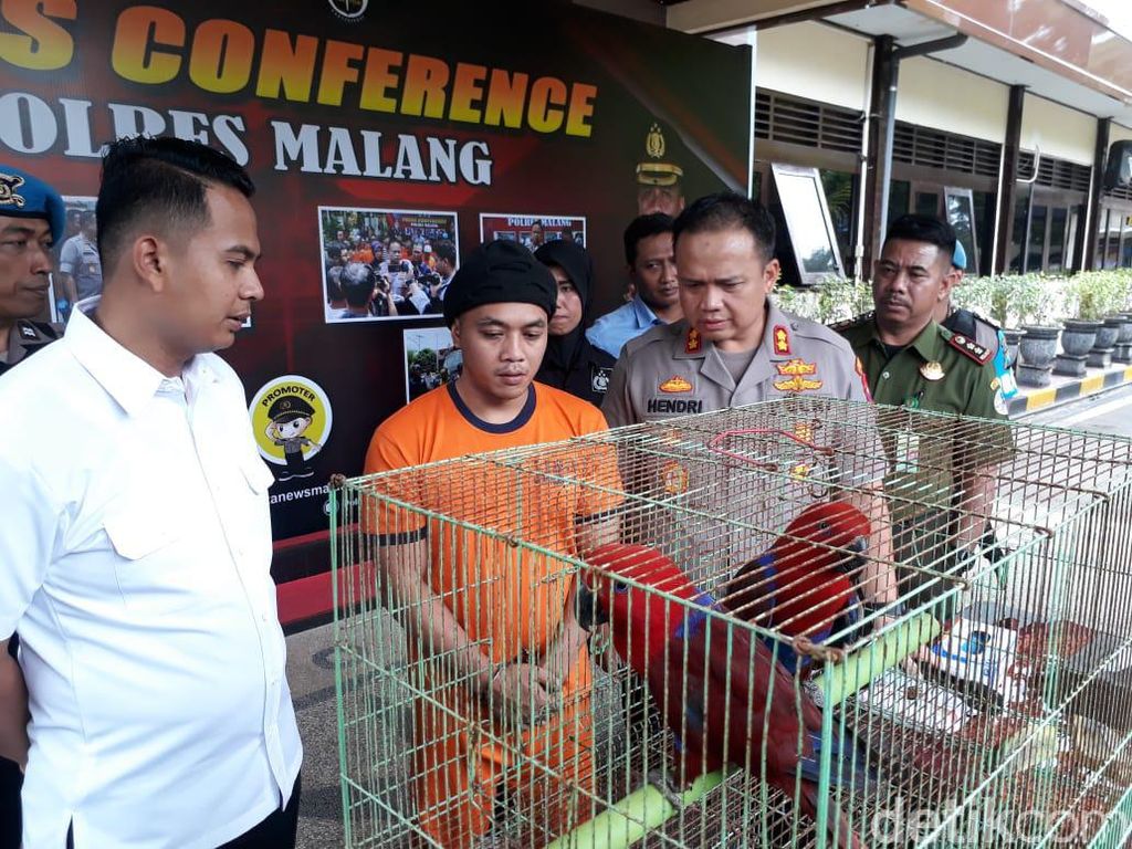Perdagangan Burung Nuri hingga Kakaktua Terbongkar di Malang