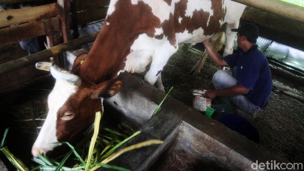 Melihat Industri Susu Sapi Perah di Desa Cipanas