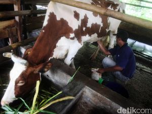 Melihat Industri Susu Sapi Perah di Desa Cipanas