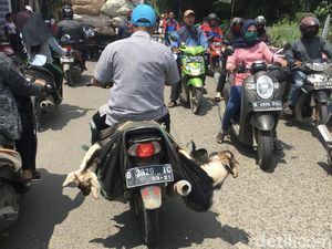 Guys, Ini Alasan Motor Tidak Disarankan untuk Bawa Kambing Guys, Ini Alasan Motor Tidak Disarankan untuk Bawa Kambing