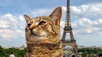 Potret Gemasnya Kucing Ini Traveling Keliling Eropa