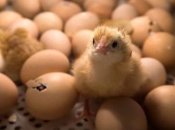 Daur Hidup Ayam: Pembuahan Telur, Anak Ayam, Ayam Remaja, hingga Dewasa