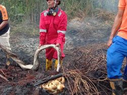 Piton Mati Terpanggang Lindungi 20 Telurnya Akibat Karhutla di Riau