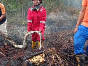 Piton Mati Terpanggang Lindungi 20 Telurnya Akibat Karhutla di Riau