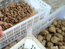 Disebut Ampuh Tangkal Corona, Temulawak dan Jahe Merah Ludes di Pasaran