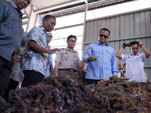 Menteri KKP Lepas Ekspor 53 Ton Rumput Laut ke China