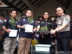 Polisi Gerebek Rumah Pria Penanam Ganja Hidroponik di Surabaya