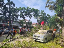 2 Mobil Ringsek Tertimpa Pohon Tumbang di Depan Rumah Wawalkot Padang