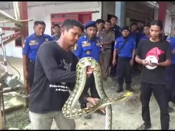 Mangsa Ayam dalam Kandang, Ular Sanca 2,5 Meter di Mamuju Ditangkap