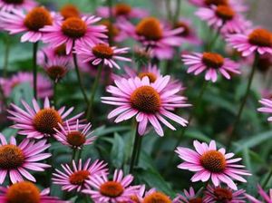 Darurat Corona, Jenis Bunga Matahari Ini Bisa Tingkatkan Imun Tubuh