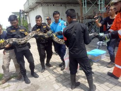 Tak Mampu Beri Makan Lagi, Warga Surabaya Serahkan 3 Sanca Peliharaannya