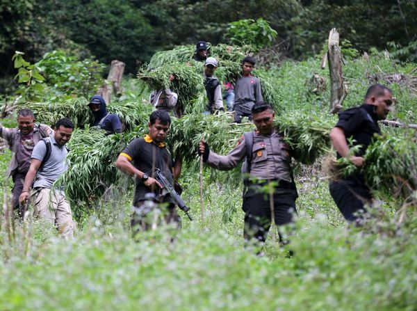 TNI-Polri Musnahkan Lima Hektare Ladang Ganja di Aceh