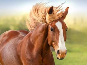 5 Hidangan Daging Kuda yang Digemari di Berbagai Negara