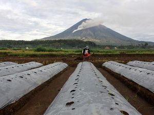 Gunung Semeru Batuk, Petani Tetap Meladang