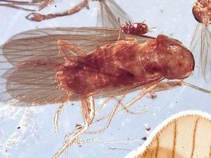 Kecoa Utuh Ini Berusia 99 Juta Tahun