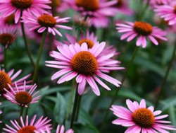 Darurat Corona, Jenis Bunga Matahari Ini Bisa Tingkatkan Imun Tubuh