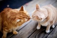 10 Fakta Unik Tentang Kucing