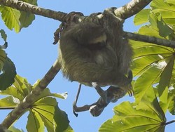 Deretan Hewan Hobi Tidur, Tebak Juaranya