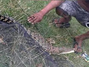 Terjebak Dalam Jaring, Anak Buaya Diamankan Warga di Polman