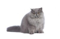 Cara Membedakan Kucing Anggora dan Kucing Persia