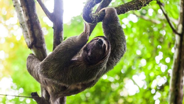 Deretan Hewan-hewan Pemalas di Dunia, Tidur Hingga 20 Jam!
