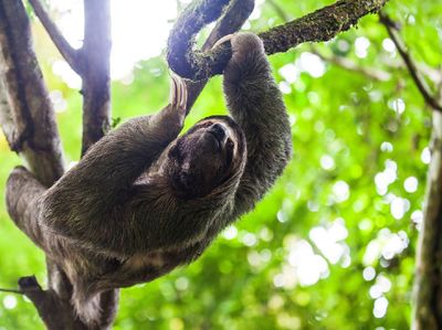 Deretan Hewan-hewan Pemalas di Dunia, Tidur Hingga 20 Jam!