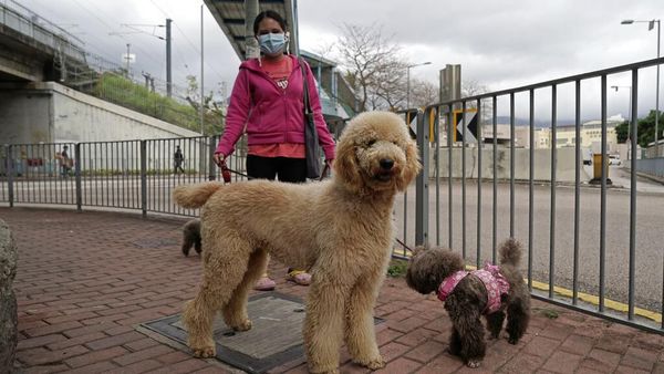 Selain Manusia, Hewan Peliharaan di Hong Kong Juga Terinfeksi Virus Corona