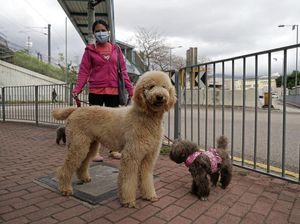 Selain Manusia, Hewan Peliharaan di Hong Kong Juga Terinfeksi Virus Corona