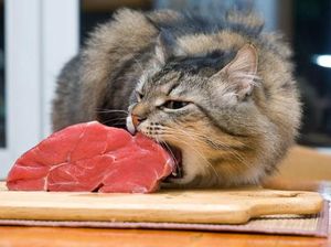 Gemas tapi Menyebalkan, 5 Aksi Kucing Obrak-Abrik Makanan Gemas tapi Menyebalkan, 5 Aksi Kucing Obrak-Abrik Makanan