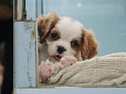 Anjing Pertama yang Positif Corona COVID-19 Tewas Setelah Dinyatakan Sembuh