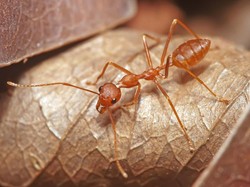 Doa dan Mukjizat Nabi Sulaiman, Seperti Paham Bahasa Binatang & Taklukan Jin