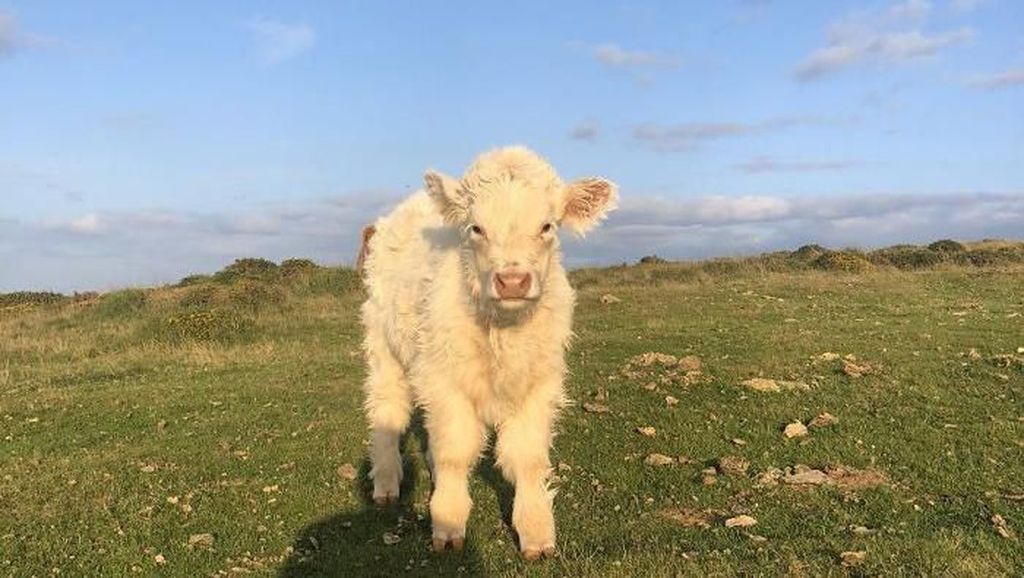 Lucu Banget! Akun Twitter Ini Unggah Foto Sapi Imut Setiap Harinya Lucu Banget! Akun Twitter Ini Unggah Foto Sapi Imut Setiap Harinya