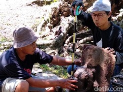 Arca Diduga Resi Agastya Ditemukan Terlilit Akar Pohon Beringin di Klaten